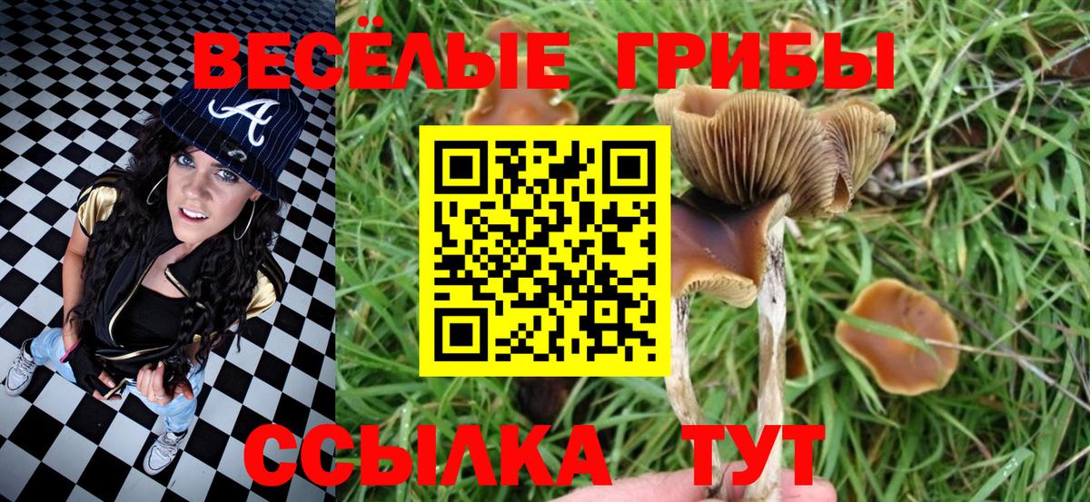Галлюциногенные грибы Psilocybe Кунгур